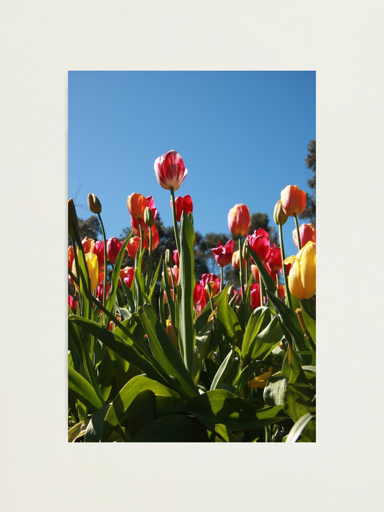 Alternate view of Tulips at Araluen Photographic Print