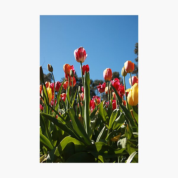 Tulips at Araluen Photographic Print
