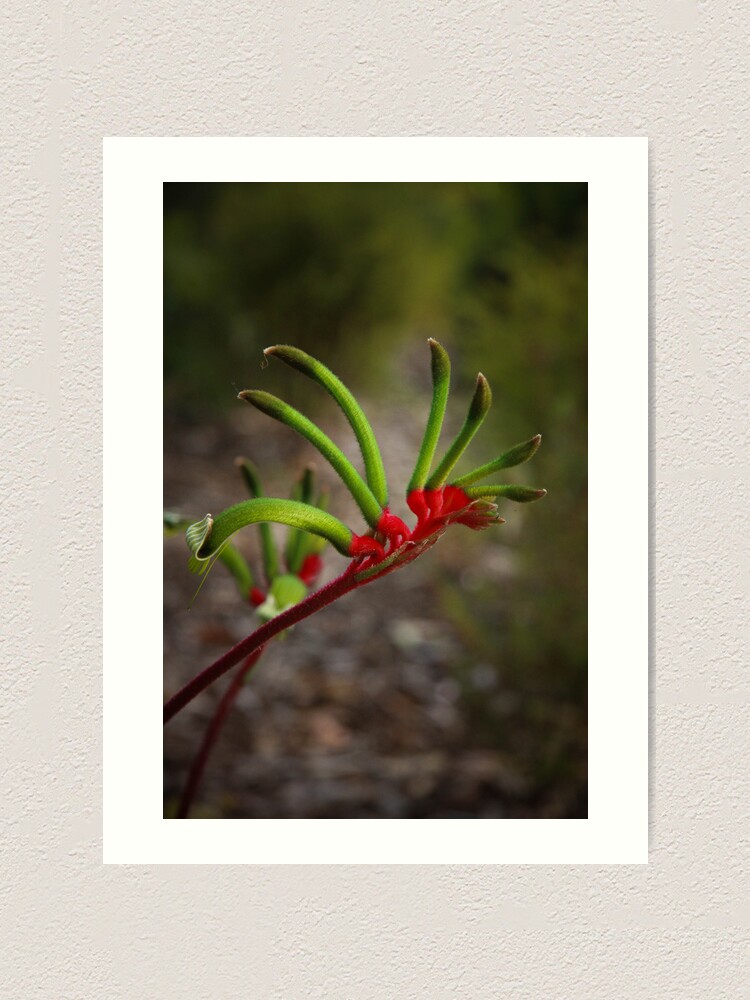 Alternate view of Kangaroo Paw Art Print
