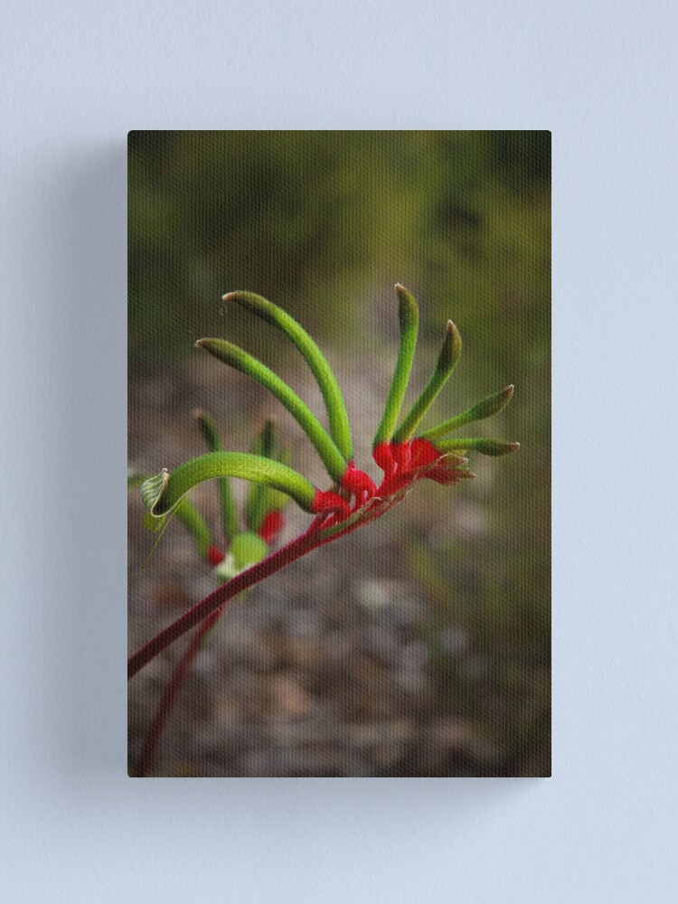 Alternate view of Kangaroo Paw Canvas Print