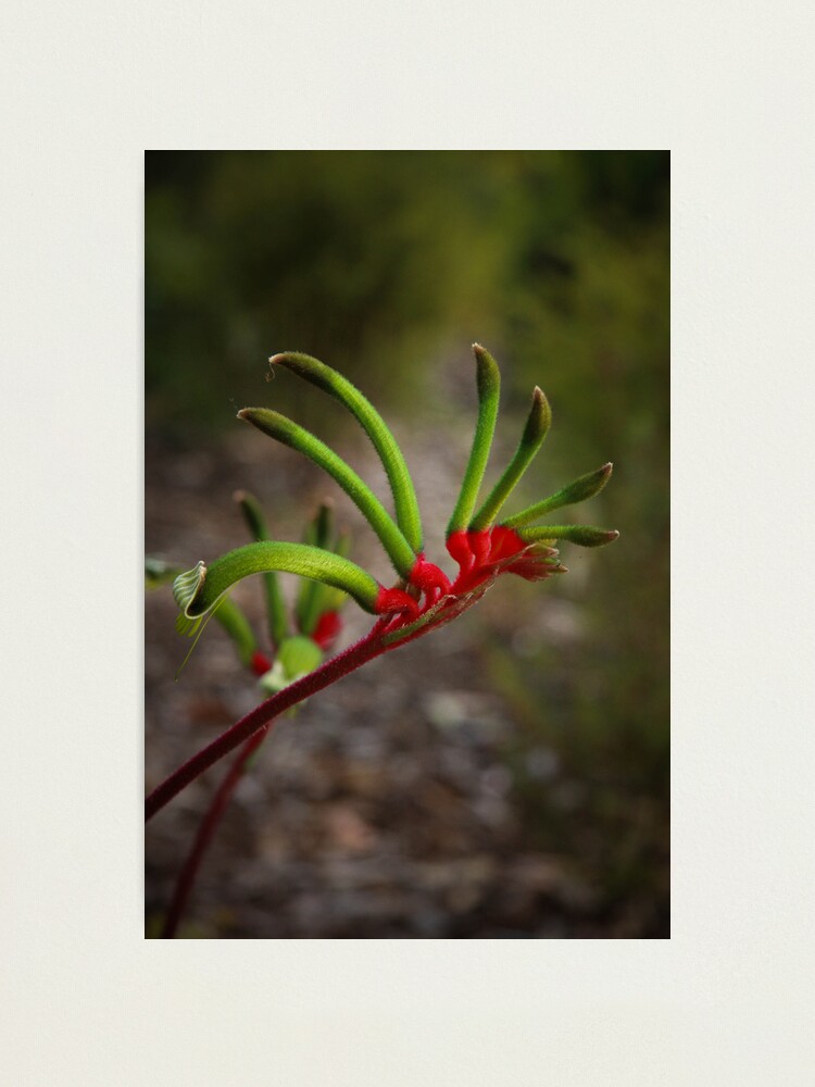 Alternate view of Kangaroo Paw Photographic Print