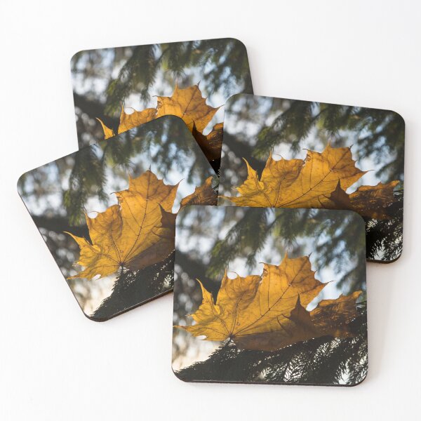 Item preview, Caught in the Needles - a Honey Colored Maple Leaf in Deep Green Conifer designed and sold by Georgia Mizuleva.