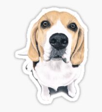 Pegatina beagle