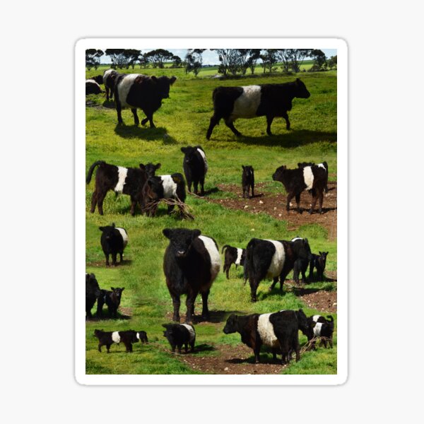 Item preview, Belted Galloway Calves And Cows Montage, designed and sold by A-Work-Of-Art.