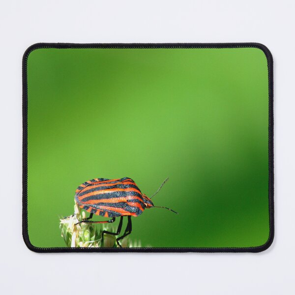 Item preview, Graphosoma lineatum designed and sold by iago rodriguez dopico.