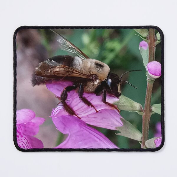 Item preview, Bumble Bee on false dragonhead flower designed and sold by Bmusicjr.