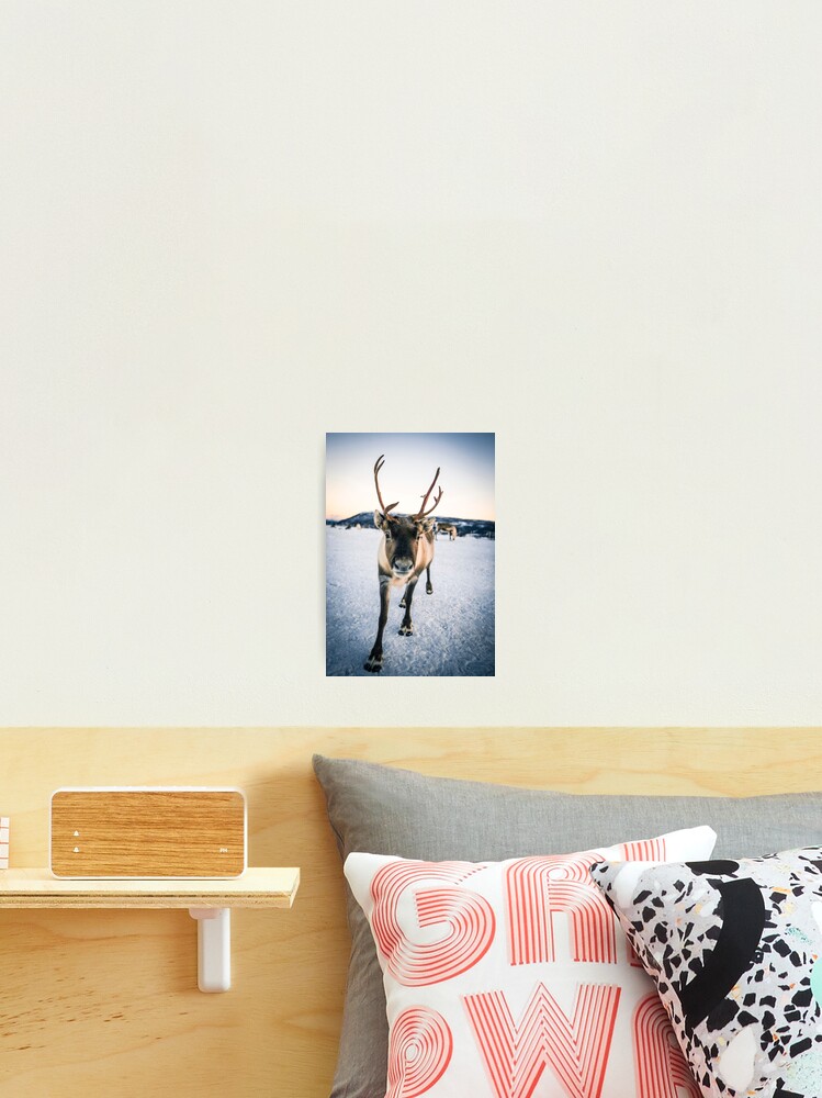 Thumbnail 2 von 3, Fotodruck, Artic Rentier designt und verkauft von RKSDESIGN.