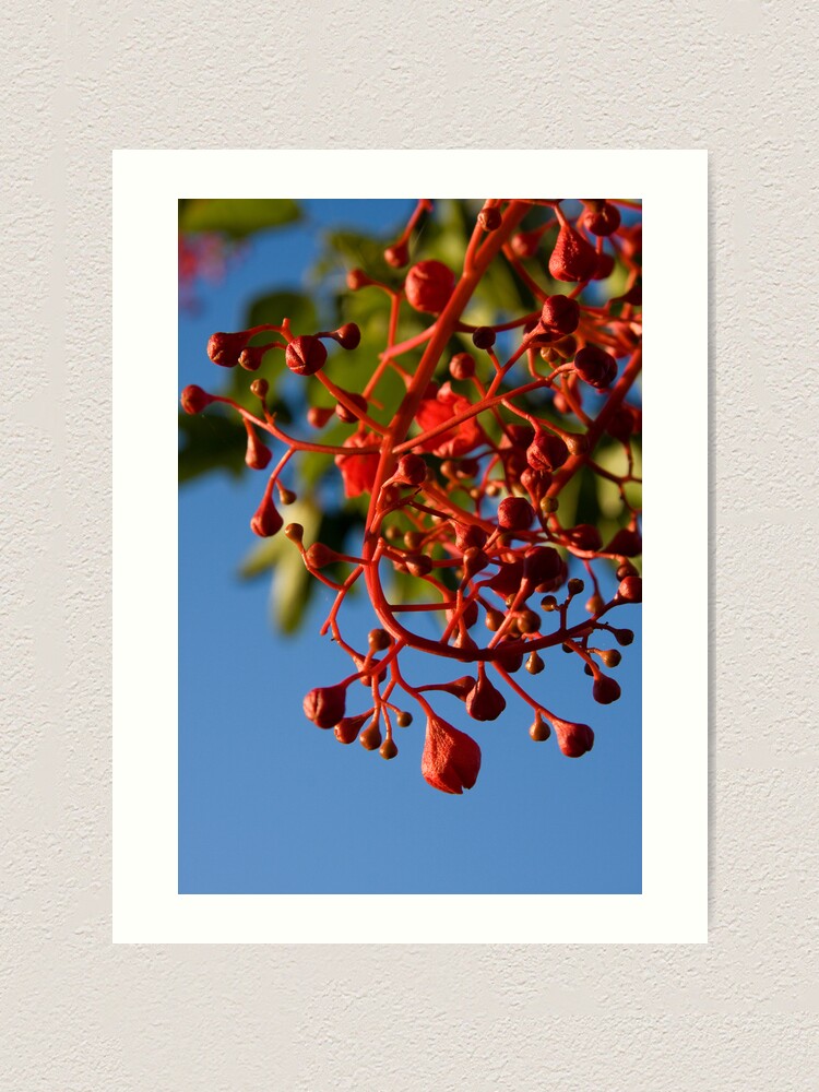 Alternate view of Brachychiton Acerifolius - Flame Tree Art Print