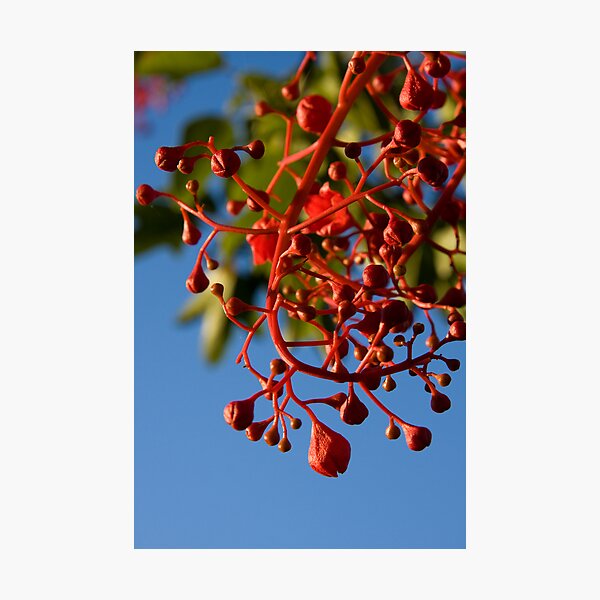 Brachychiton Acerifolius - Flame Tree Photographic Print
