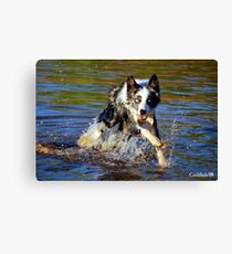 Chase Canvas Print