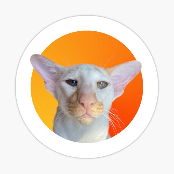 Conheça Big Floppa, o gato que virou a grande estrela dos memes na internet  - Pet e pop