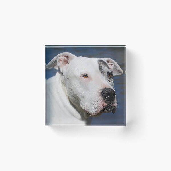 Item preview, "Lil Rascal" designed and sold by Laurie Minor.