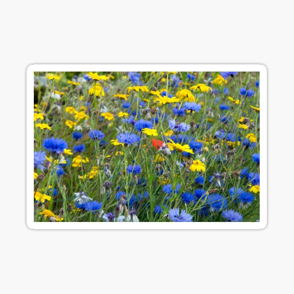 Blue Cornflowers and Yellow Daisies Sticker