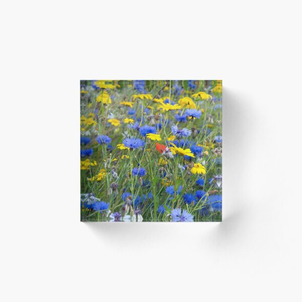 Blue Cornflowers and Yellow Daisies Acrylic Block