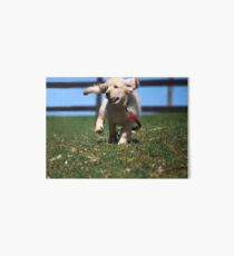 "Golden Retriever Puppy On The Run..." Art Board