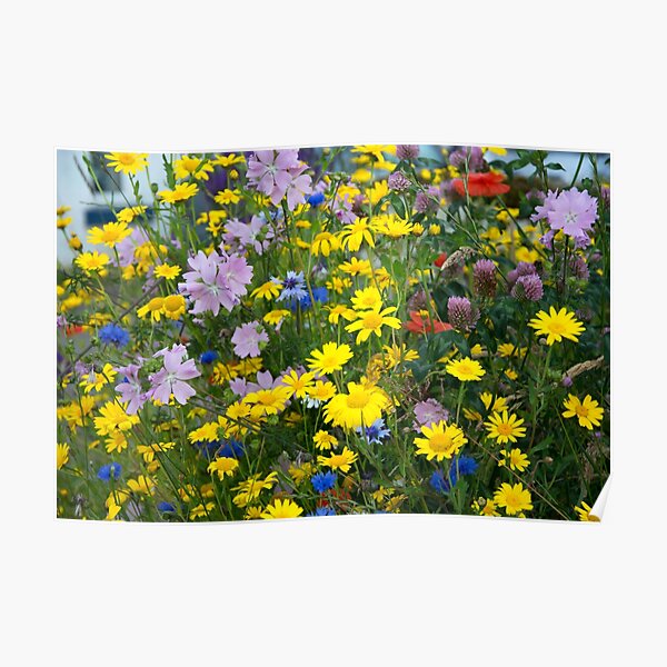 Closeup on Wildflowers Poster