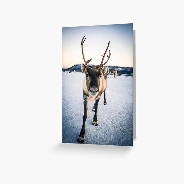 Reindeer Christmas Card Greeting Card
