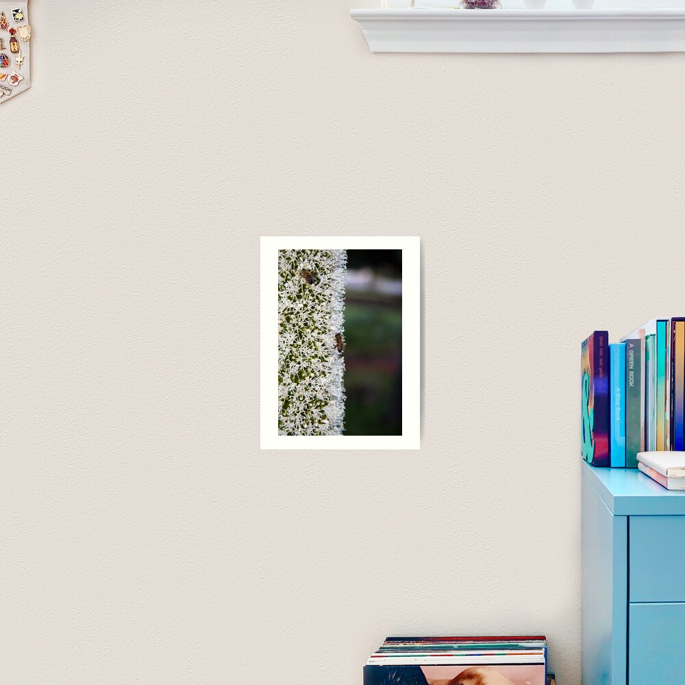 Grasstree flower with bees Art Print