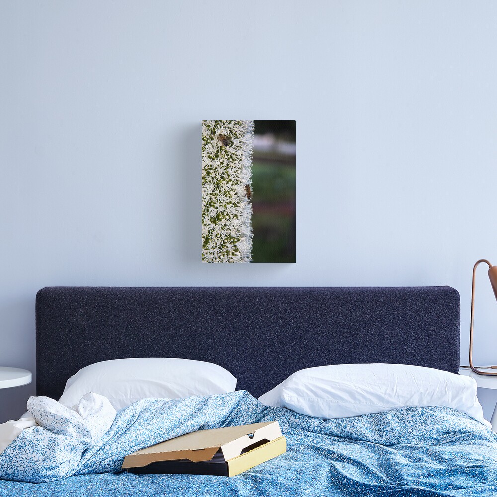 Grasstree flower with bees Canvas Print