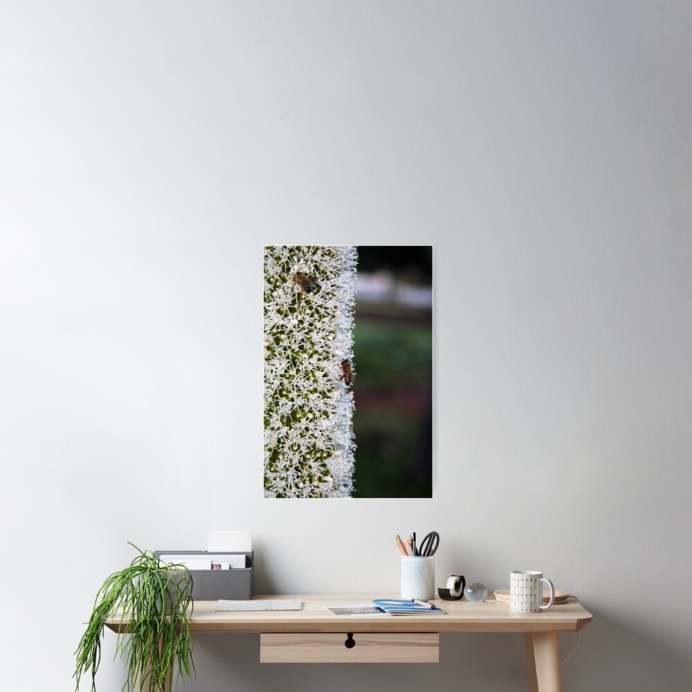 Grasstree flower with bees Poster