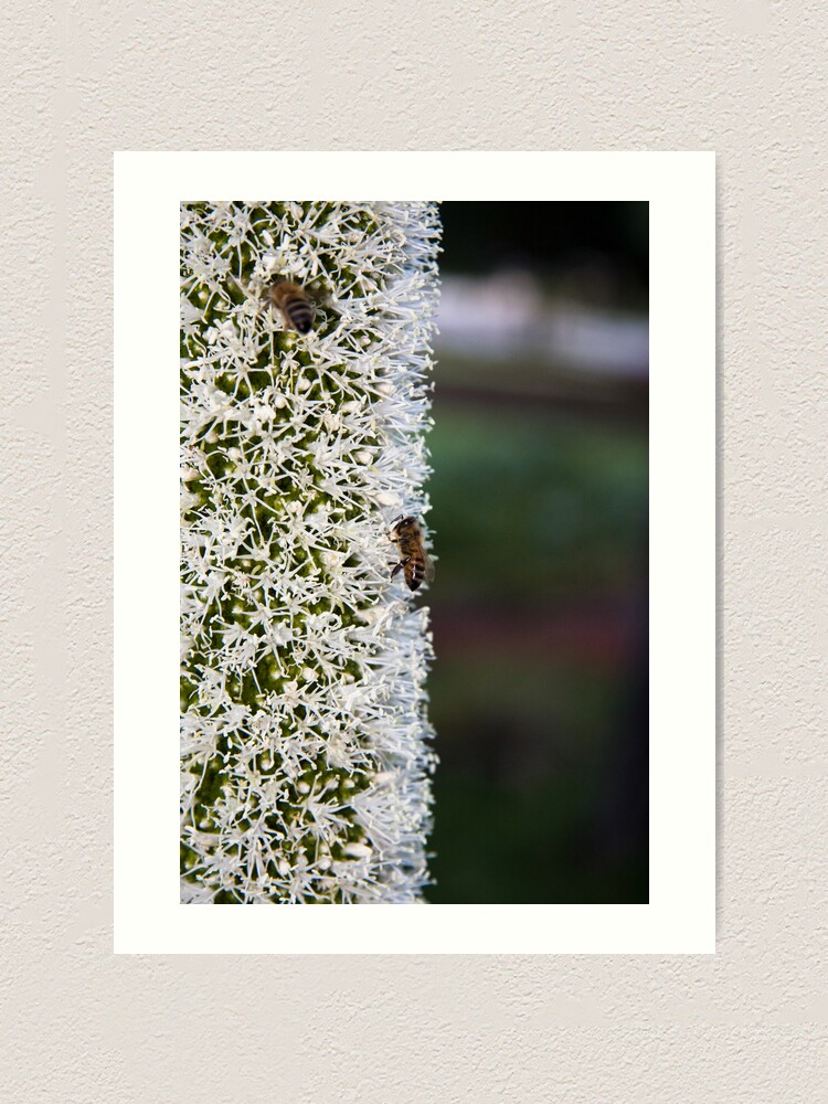 Alternate view of Grasstree flower with bees Art Print
