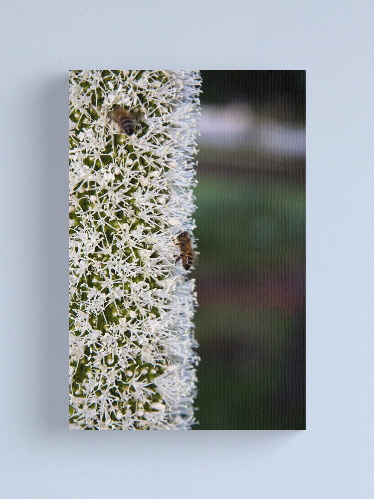 Alternate view of Grasstree flower with bees Canvas Print