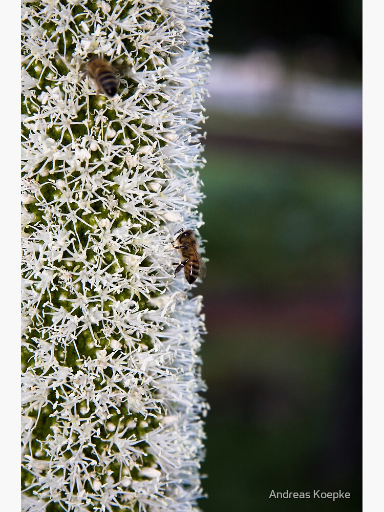 Grasstree flower with bees by mistered