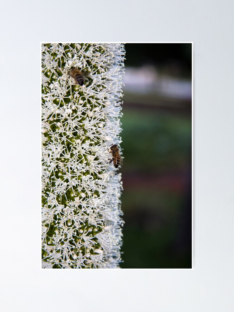 Alternate view of Grasstree flower with bees Poster