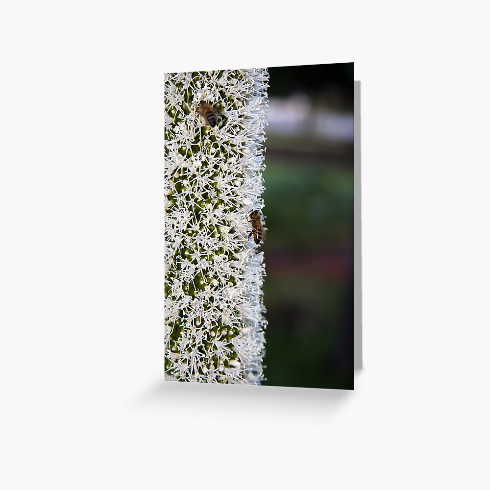 Grasstree flower with bees Greeting Card
