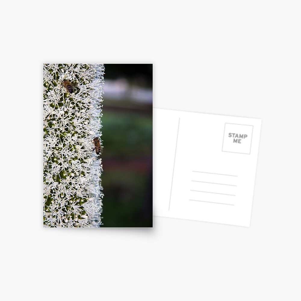 Grasstree flower with bees Postcard