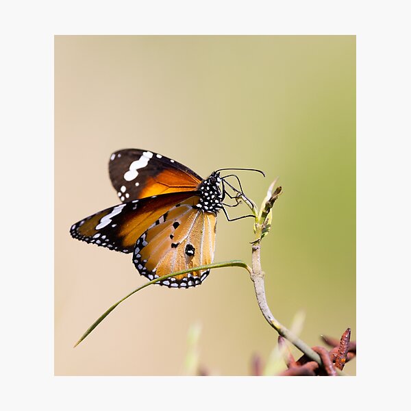 Monarch Butterfly Photographic Print