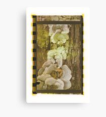 Distressed Mushrooms Canvas Print