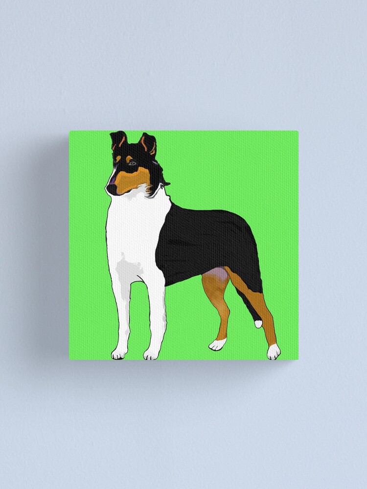 Black smooth clearance collie