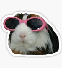 Guinea Pig in Sunglasses Sticker