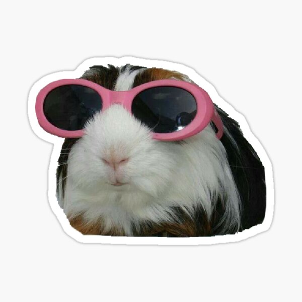 Featured image of post Guinea Pig Stickers Telegram Decorate your laptops water bottles helmets and cars
