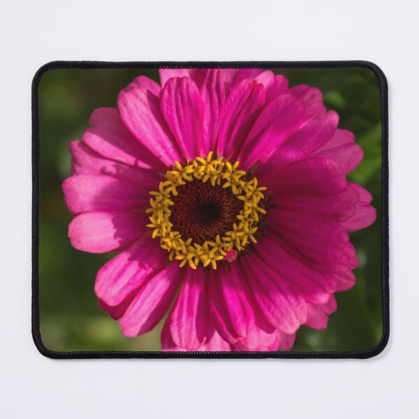 Item preview, Viva Magenta - One Splendiferous Double Flowered Zinnia designed and sold by Georgia Mizuleva.