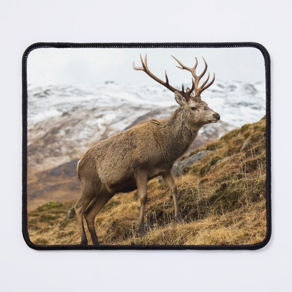 Item preview, Royal Red Deer Stag in Winter designed and sold by derekbeattie.