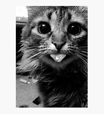 CAT Photographic Print