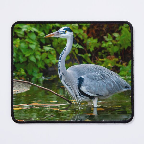 Item preview, Grey Heron Reflections designed and sold by Dalyndigital Photography.
