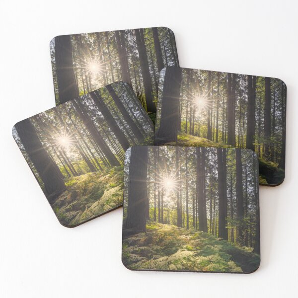 Item preview, Acquerino forest. Trees and ferns in the morning. Tuscany, Italy. designed and sold by Stefano Orazzini.