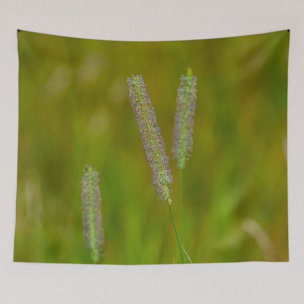 Item preview, Beautiful Timothy grass designed and sold by Dalyndigital Photography.