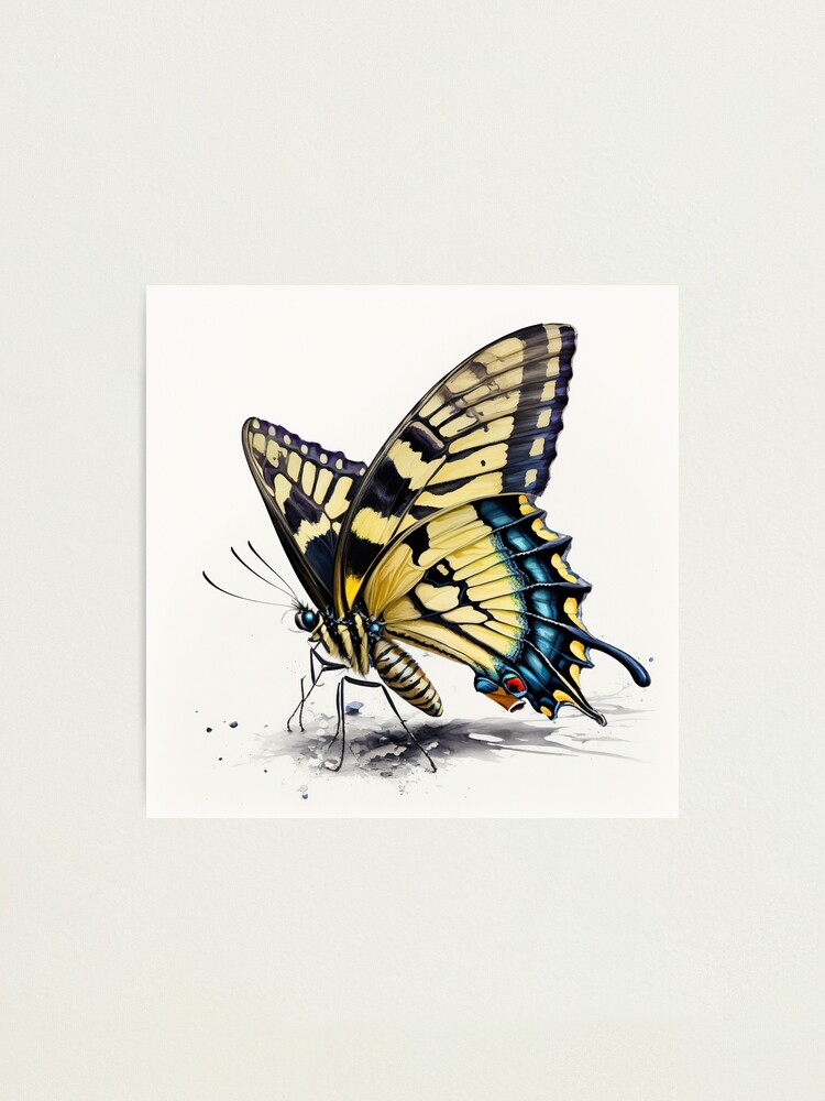 Stock Art Drawing of a Canadian Tiger Swallowtail Butterfly