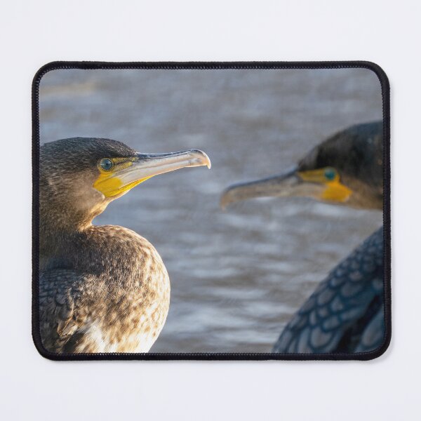 Item preview, Adult and young Cormorants. designed and sold by George Kelsey.