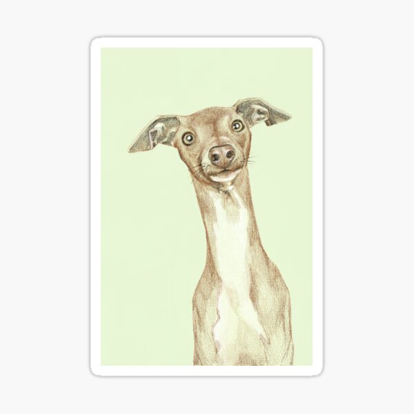 Fondo curioso de perro verde Pegatina