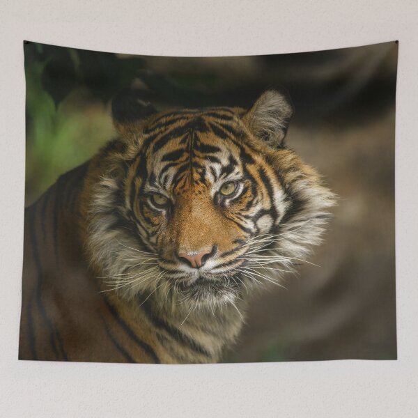 Item preview, Tiger Stare designed and sold by rawshutterbug.
