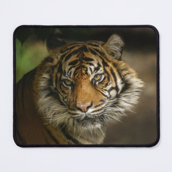 Item preview, Tiger Stare designed and sold by rawshutterbug.