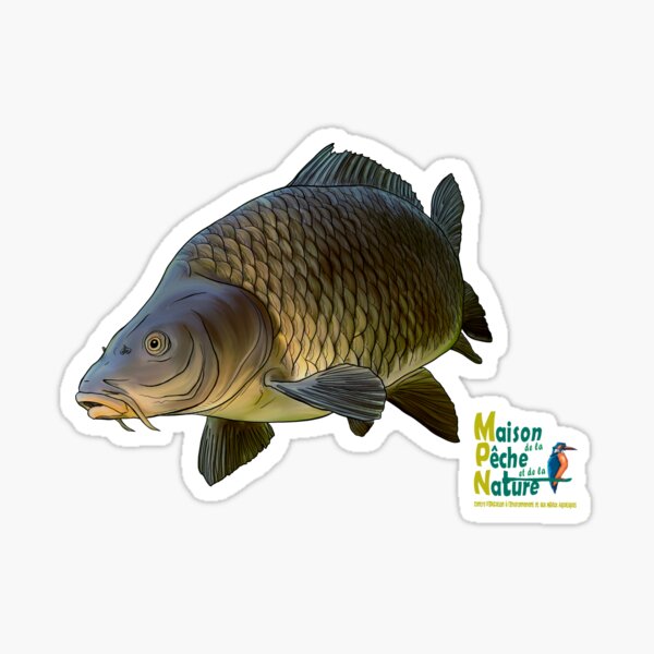 Carpe commune Sticker