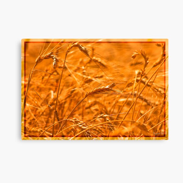 Vista previa del artículo con la obra «Trigo - Wheat», diseñado y vendido por Antonio Pizarro Mendez.