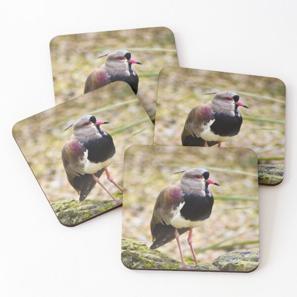Item preview, Southern Lapwing designed and sold by Viv Thompson Photography .