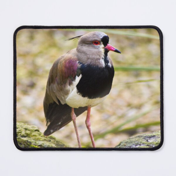 Item preview, Southern Lapwing designed and sold by Viv Thompson Photography .